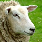 Sheep parables